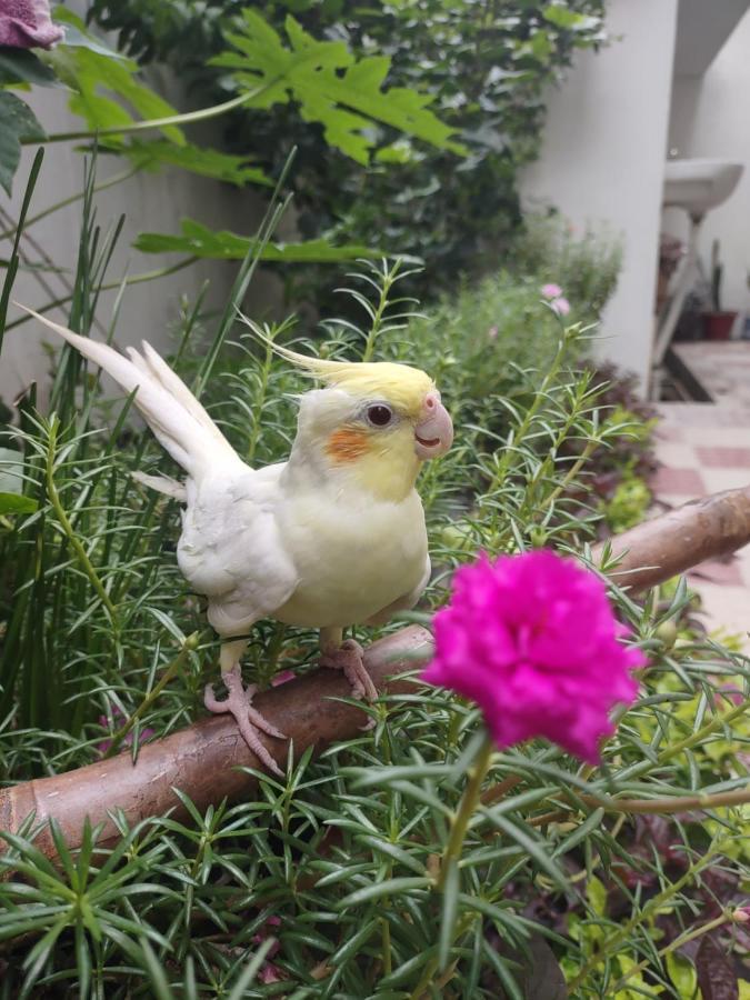 Paarijaat Homestay & Guesthouse Ayodhya ภายนอก รูปภาพ